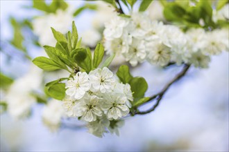 Blooming plum trees in spring park