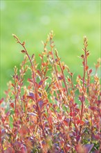 Red barberry branch in the botanical garden in spring