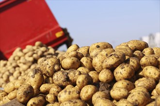 Farmer Hartmut Magin from Mutterstadt harvesting early potatoes in the Palatinate (Mutterstadt,