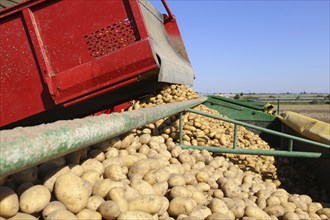 Agriculture potato harvesting with harvester (Mutterstadt, Rhineland-Palatinate)