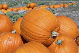 Pumpkins, pumpkin patch