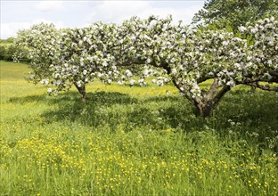 Apple tree blossom in garden orchard in springtime, Cherhill, Wiltshire, England, UK