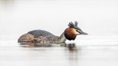 Great Crested Grebe (Podiceps cristatus) mating and swimming, foraging, courtship display, Middle