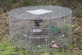 Multi Catch Magpie Trap with bird such as crow or rook in gamekeeper's trap, Suffolk, England, UK