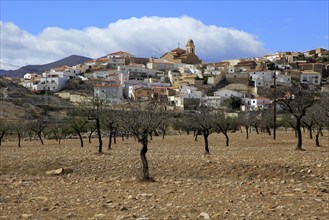 Fruit trees growing in farmland, village of Uleila del Campo, Almeria, Spain, Europe