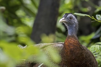 Great argus (Argusianus argus, Phasianus argus) Tropical pheasant species native to the jungle