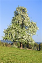 Blossoming pear tree in spring, Switzerland, Europe