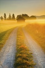 Golden morning light streams through fields of fog and the Rothenthurm high moor, Schwyz,