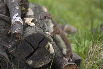 Ermine, stoat (Mustela erminea) looking for prey in woodpile, Germany, Europe