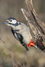 Great Spotted Woodpecker (Dendrocopos major) on a branch in the forest. Bas-Rhin, Alsace, Grand