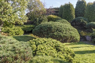 Cottage garden with green lawn, trees, hedges, trimmed bushes and large mountain pines. Modern