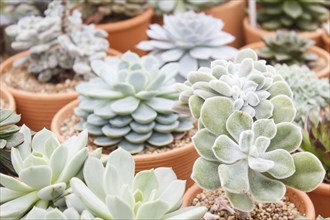 Various types of succulent in flower pots in the greenhouse. Closeup, selective focus