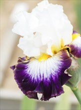 Beautiful multicolored iris flower bloom in the garden. Close up, fragility and summer concept