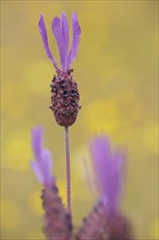 Flower and stem with petals of french lavender (Lavandula stoechas), bokehs, detail, blur, yellow,