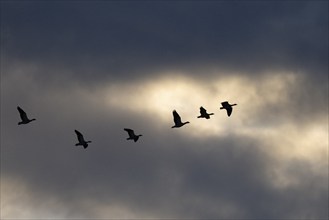 Flying white-fronted geese at sunrise