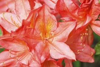 Rhododendron (azalea) flowers of various colors in the spring garden. Closeup. Blurred background