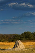 Termite mounds, termites (Termitoidae) in the evening sun in Moremi National Park in Botswana