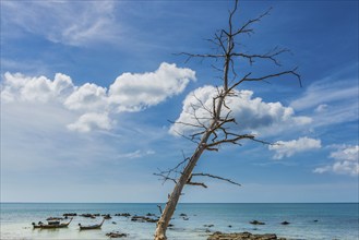 Fishing boats on the coast, tree, dead, clouds, blue sky, picturesque, travel photo, longtail boat,