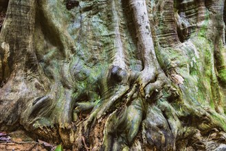 Structure of a tropical tree, tree, texture, background, botany, flora, plant, bark, surface,