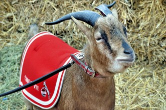 Hennes the VIII, the mascot of 1. FC Köln, RheinEnergie Stadium, Cologne, North Rhine-Westphalia,