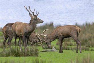 Two rutting red deer (Cervus elaphus) stags fighting by locking antlers during fierce mating battle