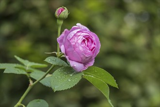 Rose (Rosa sp.), Raindrops, North Rhine-Westphalia, Germany, Europe