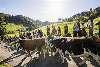 Alpine cattle drive, Münstertal, Southern Black Forest, Black Forest, Baden-Württemberg, Germany,