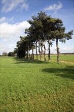 Pine trees act as ancient field boundary markers, Shottisham, Suffolk, England, United Kingdom,