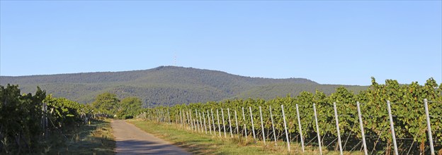 Panorama from the Haardtrand with a view of the Palatinate Forest