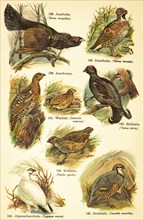 Western capercaillie (Tetrao urogallus), hazel grouse (Tetrastes bonasia) or black grouse cock