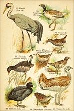 Crane (Grus grus), little bustard (Tetrax tetrax), common moorhen (Gallinula chloropus) or