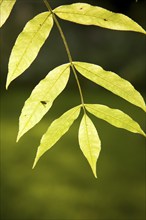 Sunshine shining through green leaves on a ash tree illustrating photosynthesis, UK