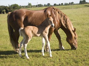 The Suffolk Punch Trust breeding colony, Hollesley, Suffolk, England, United Kingdom, Europe