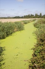 Eutrophication in drainage ditch Hollesley, Suffolk, England. Eutrophication is caused by the use