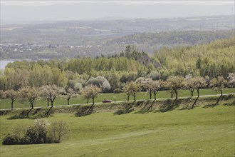 A car drives along a cherry blossom avenue in Jauernick-Buschbach, 12.04.2024