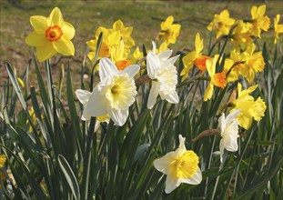 Large-crowned narcissus (Narcisuss), North Rhine-Westphalia, Germany, Europe