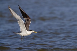 Caspian Tern, flight photo, (Thalasseus bergii), East Khawr / Khawr Ad Dahariz, Salalah, Dhofar,