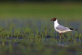 Black-headed gull (Larus ridibundus), Hungary, Floating Hide fixed, Tiszaalpár, Kiskunsági National