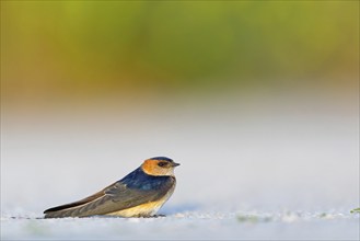 Red-rumped swallow (Hirundo daurica), Lesbos Island, Greece, Europsa, Europe