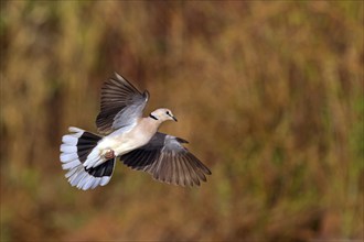 Red-crested Pigeon, (Streptopelia vinacea), Red-winged Turtle Dove, Morgan Kunda lodge / road to