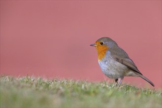 Robin, (Erithacus rubecula), Tiszaalpár, Kiskunsági National Park, Bács-Kiskun, Hungary, Europe