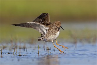 Ruff (Philomachus pugnax), Narew, Bialystok, Podlasie, Poland, Europe