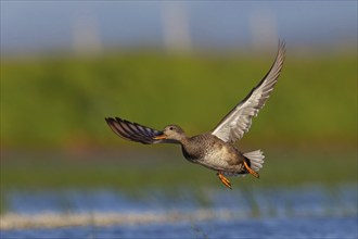 Gadwall, (Anas strepera), Mareca strepera, aerial photograph, Wagbachniederung, Calera Y Chozas,