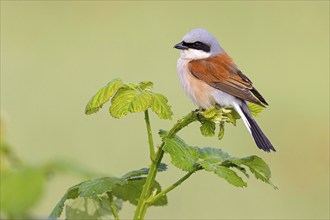 Red-backed shrike, red-backed shrike, thorn-backed shrike, family of shrikes, (Lanius collurio),