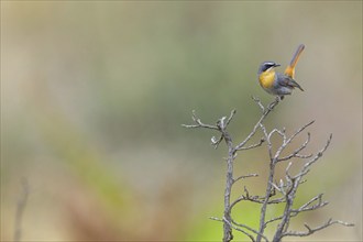 Cossypha caffra, family of flycatchers, Underberg surroundings, Underberg, KwaZulu-Natal, South