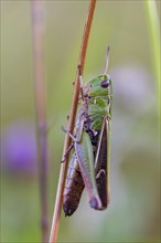 Stripe-winged grasshopper (Stenobothrus lineatus), grasshopper, short-fingered grasshopper, insect,