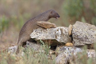 (Herpestes ichneumon), mongoose, family of carnivores, Hides De Calera / Valley Hide, Calera Y