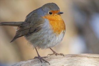 European robin (Erithacus rubecula) sitting in the forest. Bas Rhin, Alsace, France, Europe