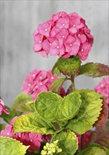 Pink flowering bigleaf hydrangea (Hydrangea macrophylla), North Rhine-Westphalia, Germany, Europe