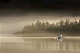 Ice floe floating on a glacial lake, fog, morning mood, Juneau, Southeast Alaska, Alaska, USA,